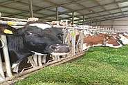 Verschillende rassen koeien in de stal van de kaasboerderij
